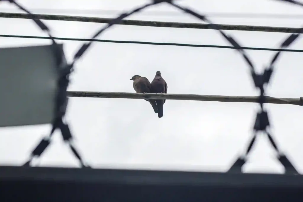 Stacheldraht gegen Tauben anbringen lassen – Effektive Schutzmaßnahme in Jork