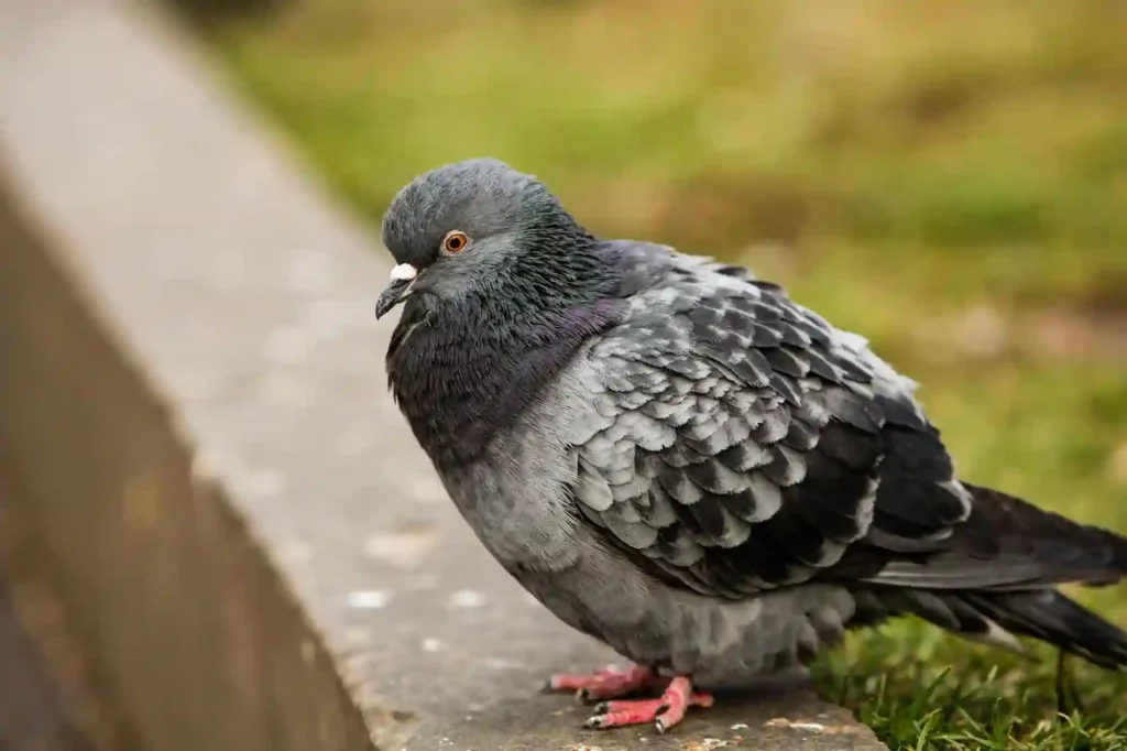 Taubenabwehr durch Experten in Jork überprüfen und optimieren lassen